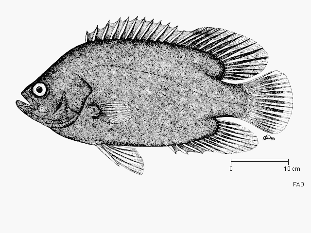 Tubarão-baleia - Wikiwand