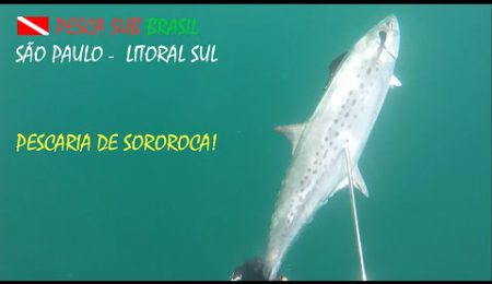 PESCA SUB - PESCARIA DE SOROROCA!
