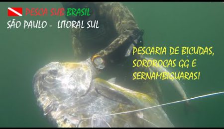 PESCA SUB - PESCARIA DE BICUDAS, SOROROCAS GG E SERNAMBIGUARAS!