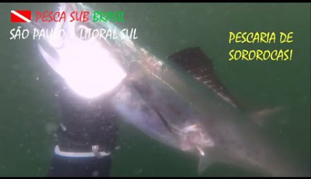 PESCA SUB - PESCARIA DE SOROROCA!