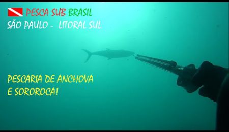 PESCA SUB - PESCARIA DE SOROROCA E ANCHOVA!