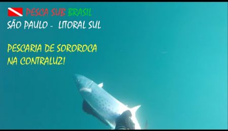 PESCA SUB - PESCARIA DE SOROROCA NA CONTRALUZ!