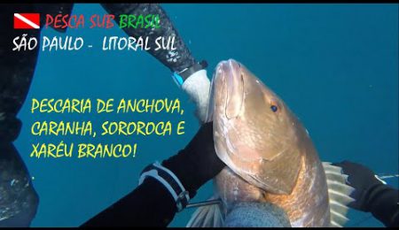 PESCA SUB - PESCARIA DE ANCHOVA, CARANHA, SOROROCA E XAR&Eacute;U BRANCO!