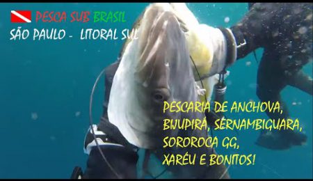 PESCA SUB - PESCARIA DE ANCHOVA, BIJUPIR&Aacute;, SERNAMBIGUARA, SOROROCA GG, XAR&Eacute;U BRANCO E BONITO!