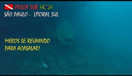 PESCA SUB - MEROS SE REUNINDO PARA ACASALAR